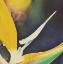 Picture of TROPICAL FLORAL I