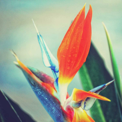 Picture of TROPICAL FLORAL II
