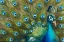 Picture of WILD FEATHERS