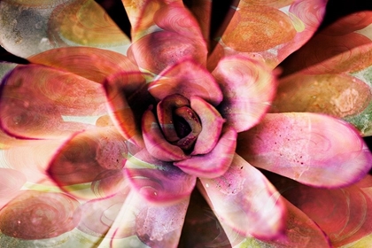 Picture of PAINTED SUCCULENT