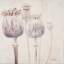 Picture of POPPY SEEDS II
