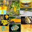 Picture of HELLO SUNSHINE COLLAGE