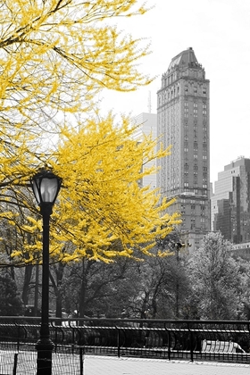 Picture of CENTRAL PARK WITH YELLOW TREE