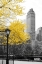 Picture of CENTRAL PARK WITH YELLOW TREE