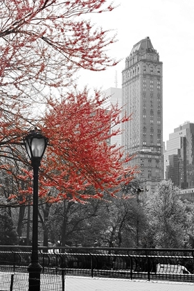 Picture of CENTRAL PARK WITH RED TREE