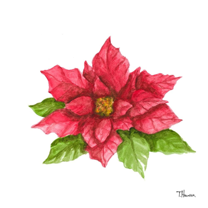 Picture of POINSETTIA II