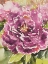 Picture of PURPLE BLOSSOMS