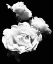 Picture of DRAMATIC LOVE BLOOMS  I