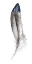 Picture of ROYAL BLUE TIP FEATHER I