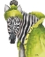 Picture of ZEBRA FASHION