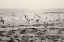Picture of DREAM OF THE BEACH I