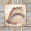 Picture of BEACH SHELL II