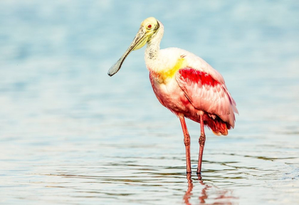Picture of ROSEATTE SPOONBILL