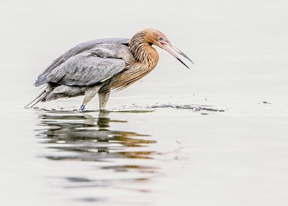 Picture of REDDISH EGRET