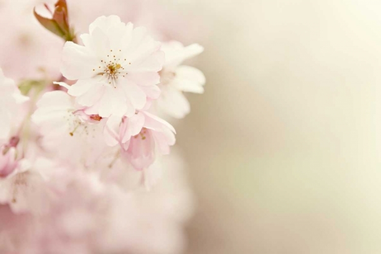 Picture of SPRING BLOSSOMS