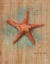 Picture of STARFISH II