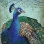 Picture of PARISIAN PEACOCK I