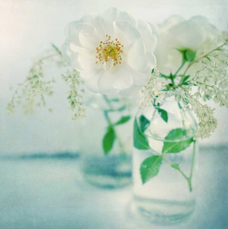 Picture of WHITE PEONIES