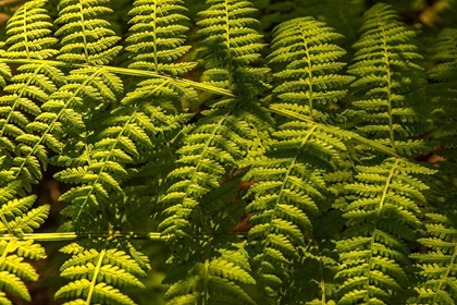 Picture of FERNS I