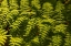 Picture of FERNS I