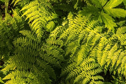 Picture of FERNS II