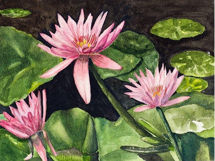 Picture of WATER LILLIES