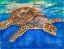 Picture of TURTLE AT SEA