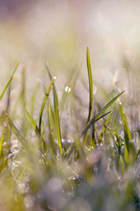 Picture of SOFT MORNING DEW I