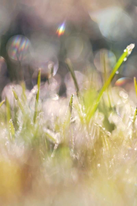 Picture of SOFT MORNING DEW II