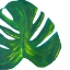 Picture of MINTY GREENS