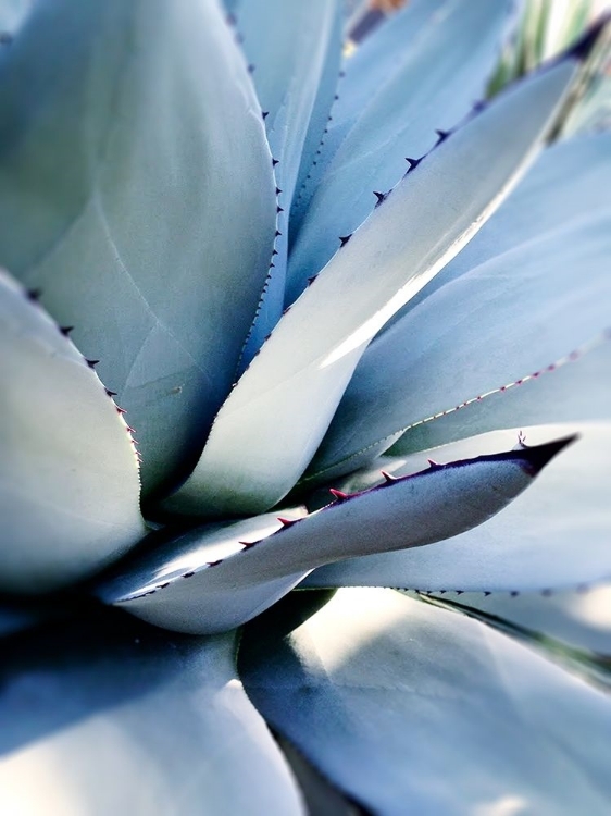 Picture of GIANT SUCCULENT I