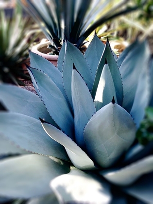 Picture of GIANT SUCCULENT II