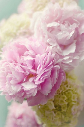 Picture of SOFT PINK BLOOMS