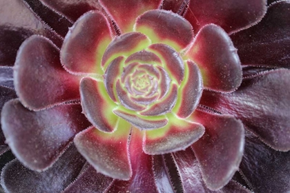 Picture of BRIGHT SUCCULENT