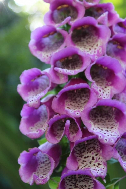 Picture of PURPLE TRAILING FLOWER