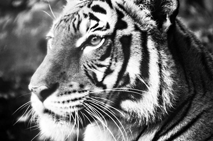 Picture of DEEP TIGER