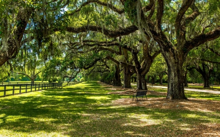 Picture of BOONE HALL