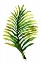 Picture of GREEN LEAVES II