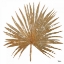 Picture of GOLDEN LEAF PALM I