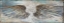Picture of WINGS