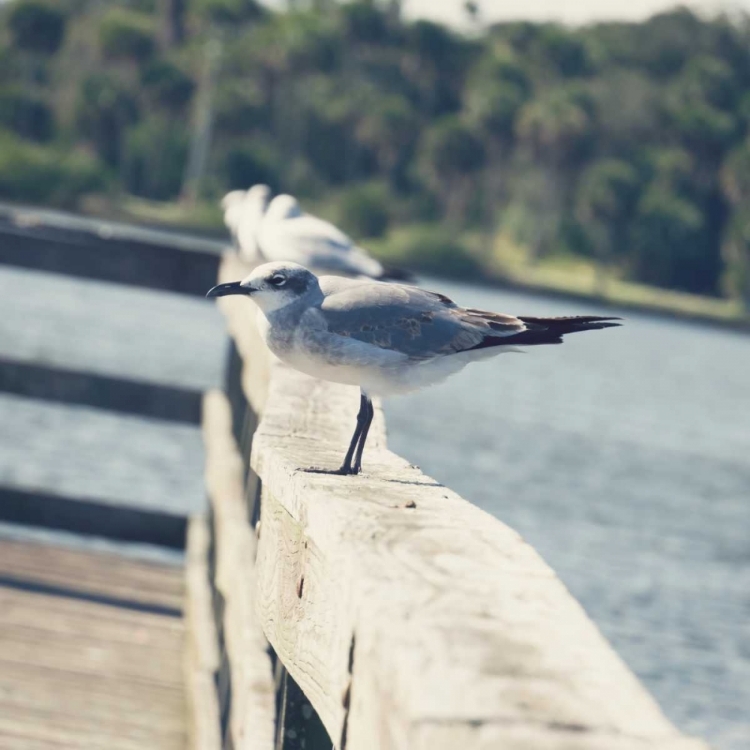 Picture of LOOK OUT DOCK I