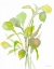 Picture of SEAGRASSES AND EELGRASSES I