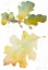 Picture of ACORNS AND OAK LEAVES I