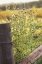 Picture of FLOWERS ON THE FENCE I