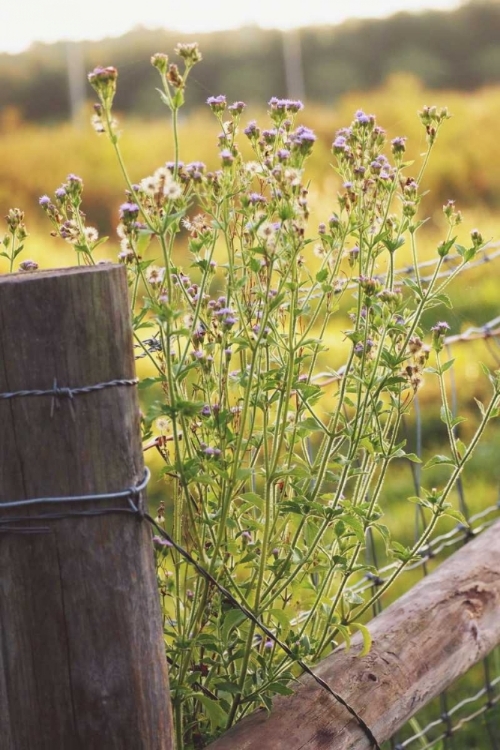 Picture of FLOWERS ON THE FENCE I