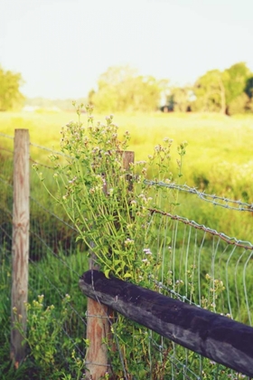 Picture of FLOWERS ON THE FENCE II