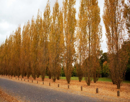 Picture of VERSAILLES IN FALL I