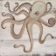 Picture of OCTOPUS