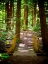 Picture of FOREST PARK PATH