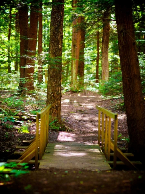 Picture of FOREST PARK PATH